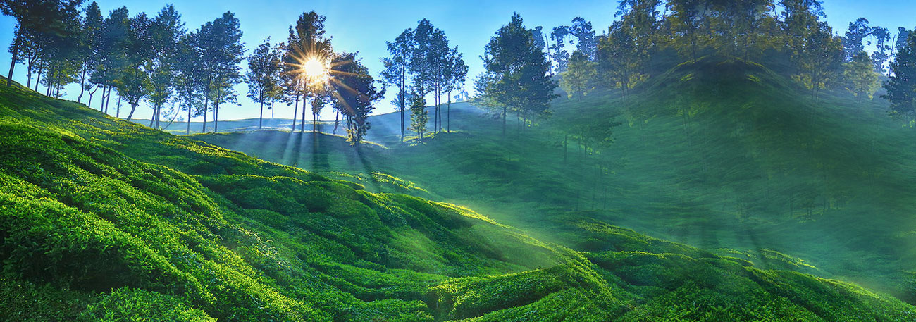 misty lake resorts munnar