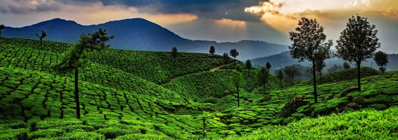 misty lake resorts munnar