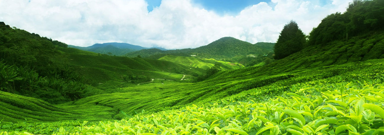 misty lake resorts munnar