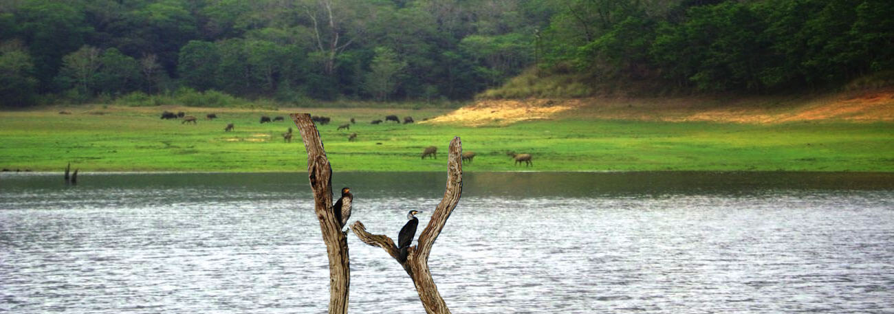 misty lake resorts munnar