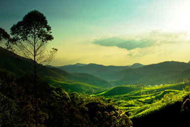 misty lake resorts munnar