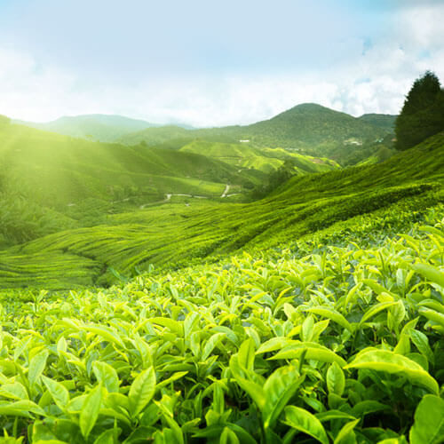 misty lake resorts munnar