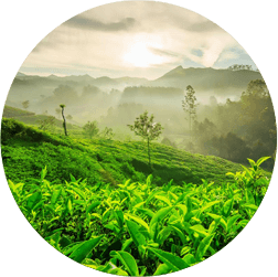 misty lake resorts munnar