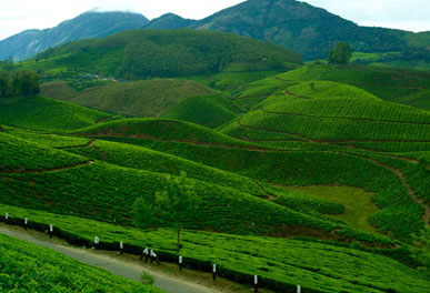 misty lake resorts munnar
