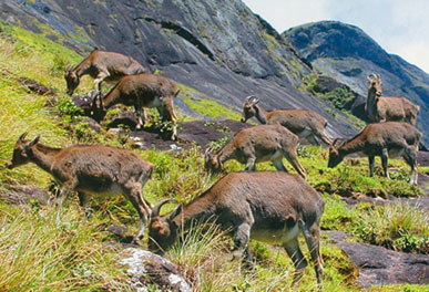 misty lake resorts munnar