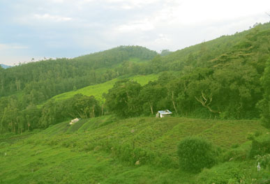 misty lake resorts munnar