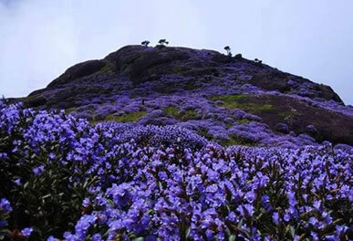 misty lake resorts munnar